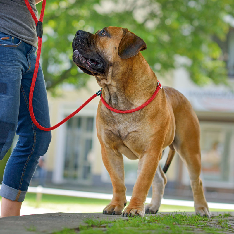 HUNTER Retriever Leash Freestyle Rosso 10mm.x20cm. - 