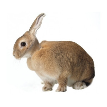 KRUUSE Elizabethan Collar For Rabbits