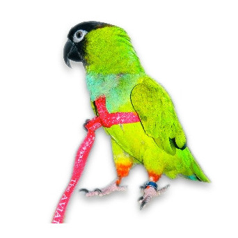 AVIATOR Harness for Parrots...