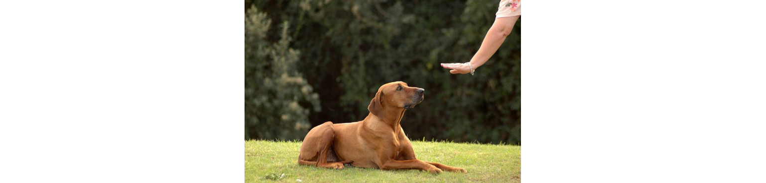 Acquista Cibo Secco Mantenimento per Cani Adult