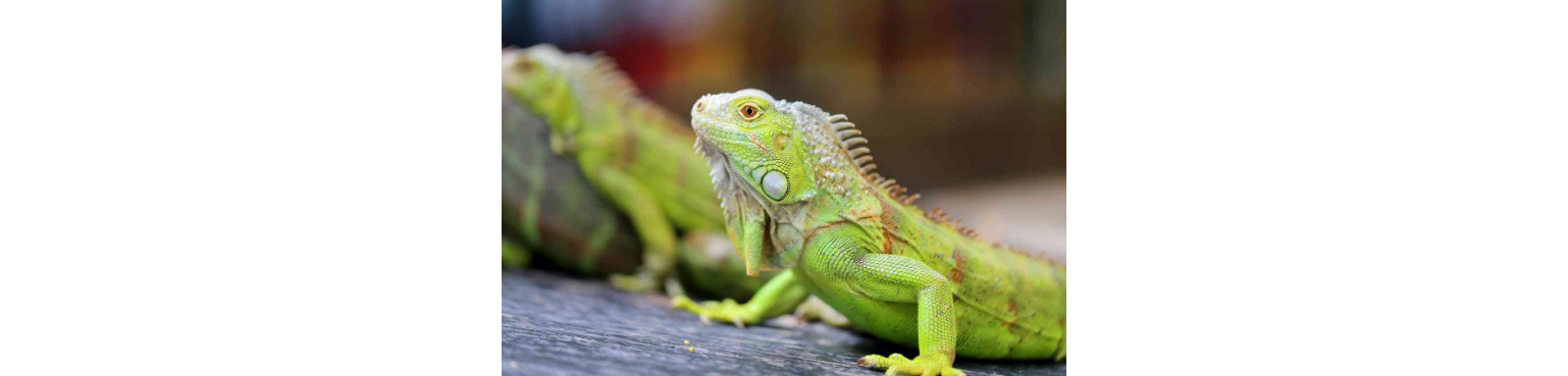 Alimenti IGUANE | Rettile veterinario | Uccelli ed esotici di Long Island