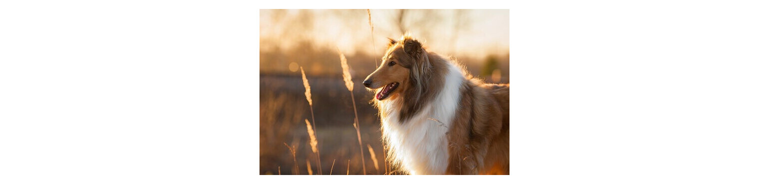 Acquista Cibo Umido Mantenimento per Cani Adult