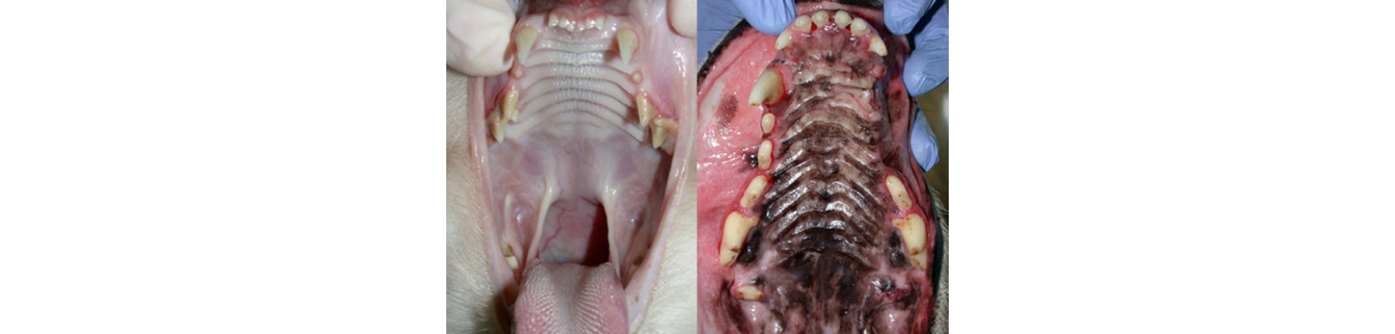 ORAL PATHOLOGIES