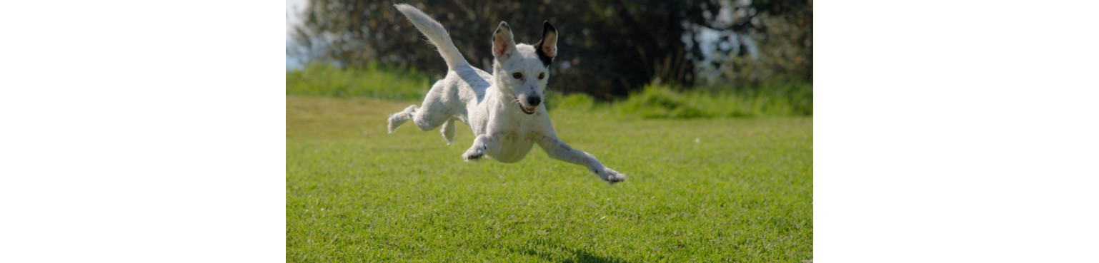 Acquista APPARATO MUSCOLARE E SCHELETRICO per Cani