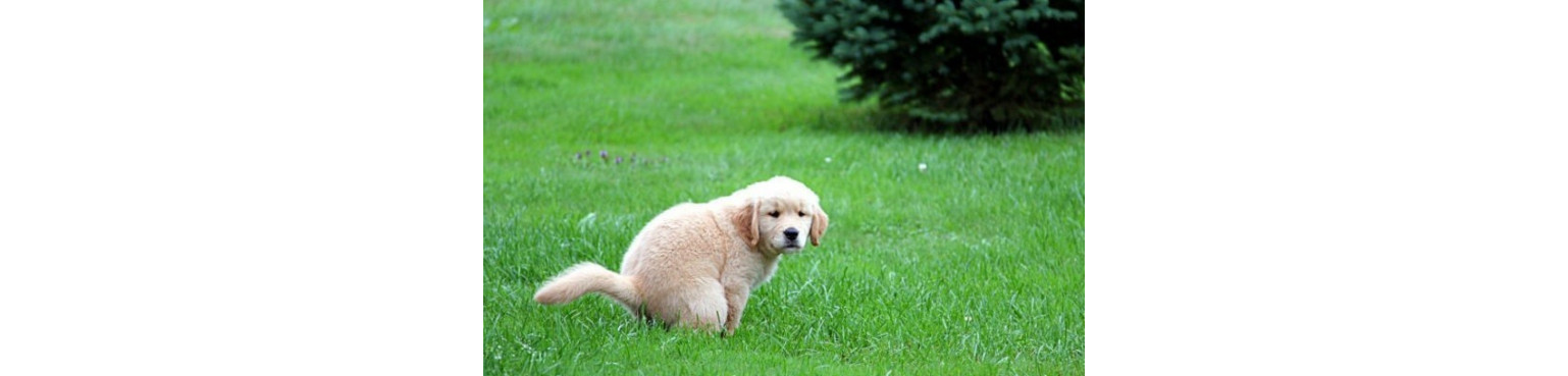 Acquista PATOLOGIE GASTROINTESTINALI Integratori per Cani