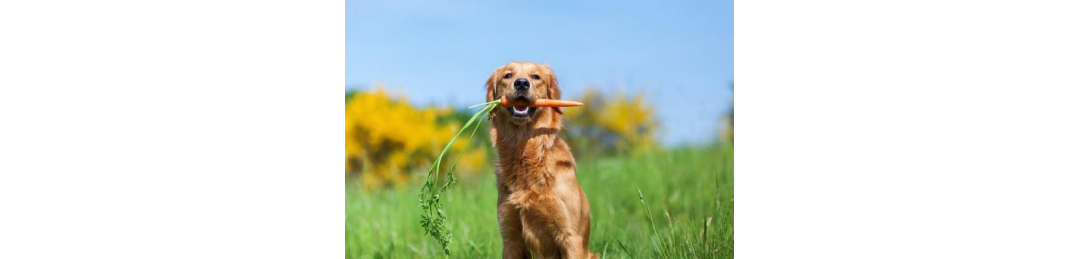 PURGANTI Prodotti di parafarmacia per cani da compagnia