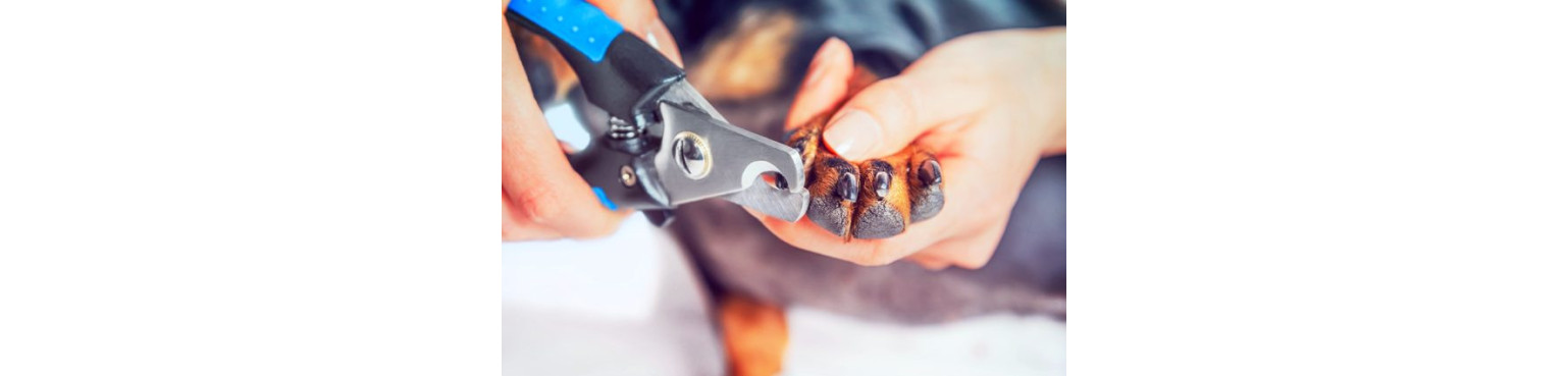 Acquista FORBICI E TAGLIA UNGHIE per il tuo cane